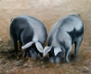 Two Saddleback Cows painting by Barbara King